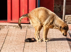 FILHOTE É ABANDONADO APÓS CAIR DURANTE PARTO E É RESGATADO