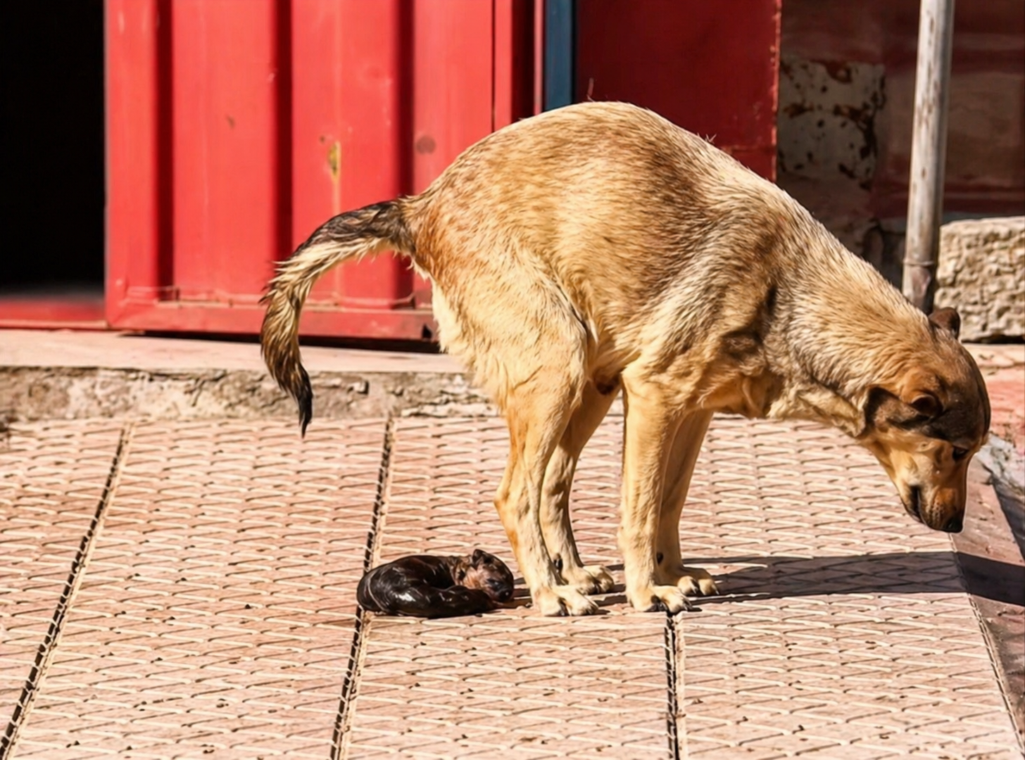 Filhote recém-nascido abandonado após cair durante o parto