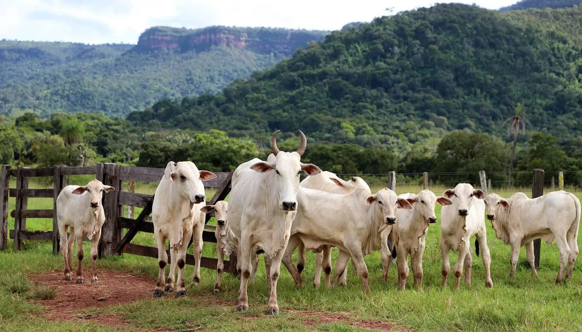 Pecuarista escaneando brinco eletrônico na orelha de um bovino para rastreamento individual no Tocantins.